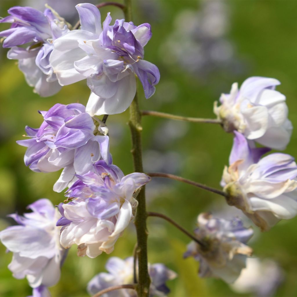 Glycine japonaise - Wisteria floribunda Ed S Blue