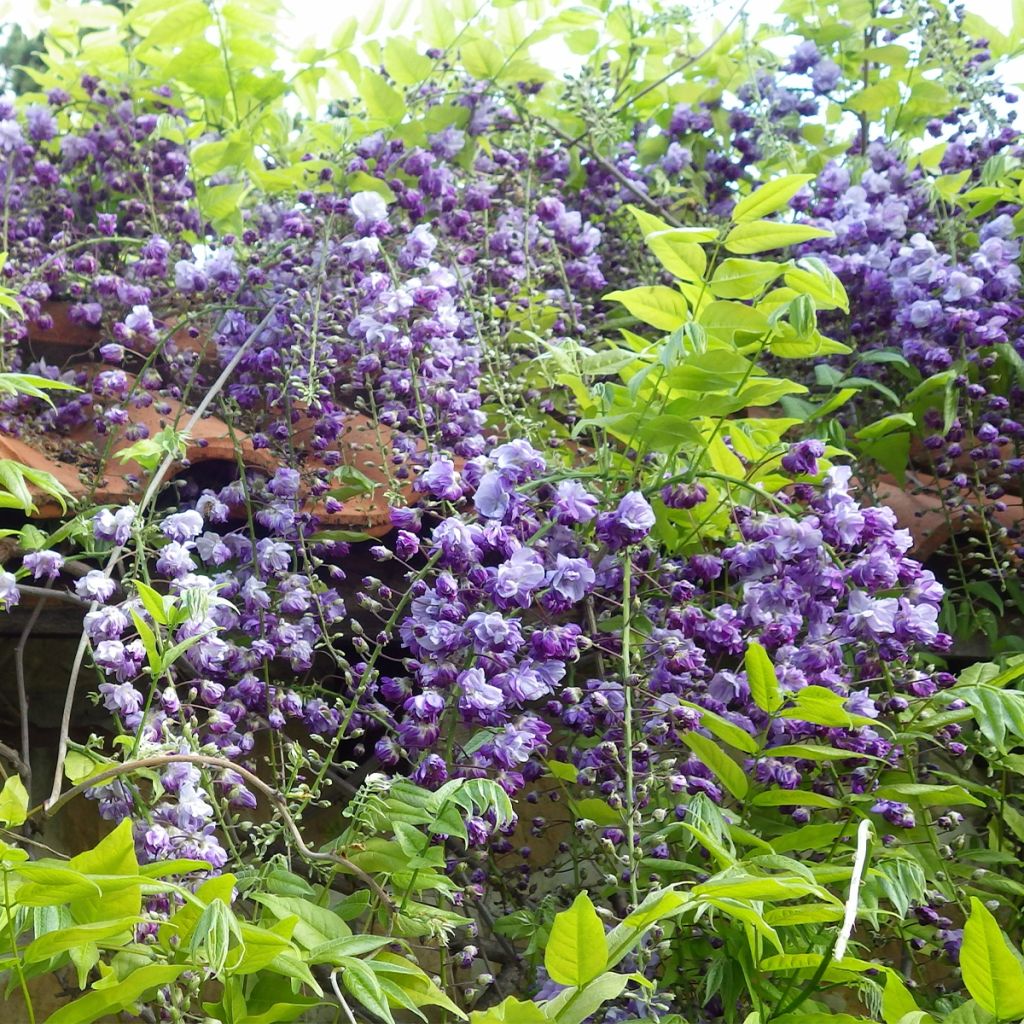 Glycine japonaise - Wisteria floribunda Ed S Blue