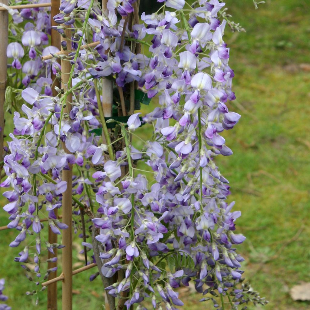 Glycine japonaise - Wisteria floribunda Premature