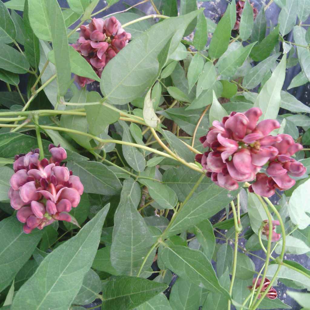 Glycine tubereuse - Apios americana