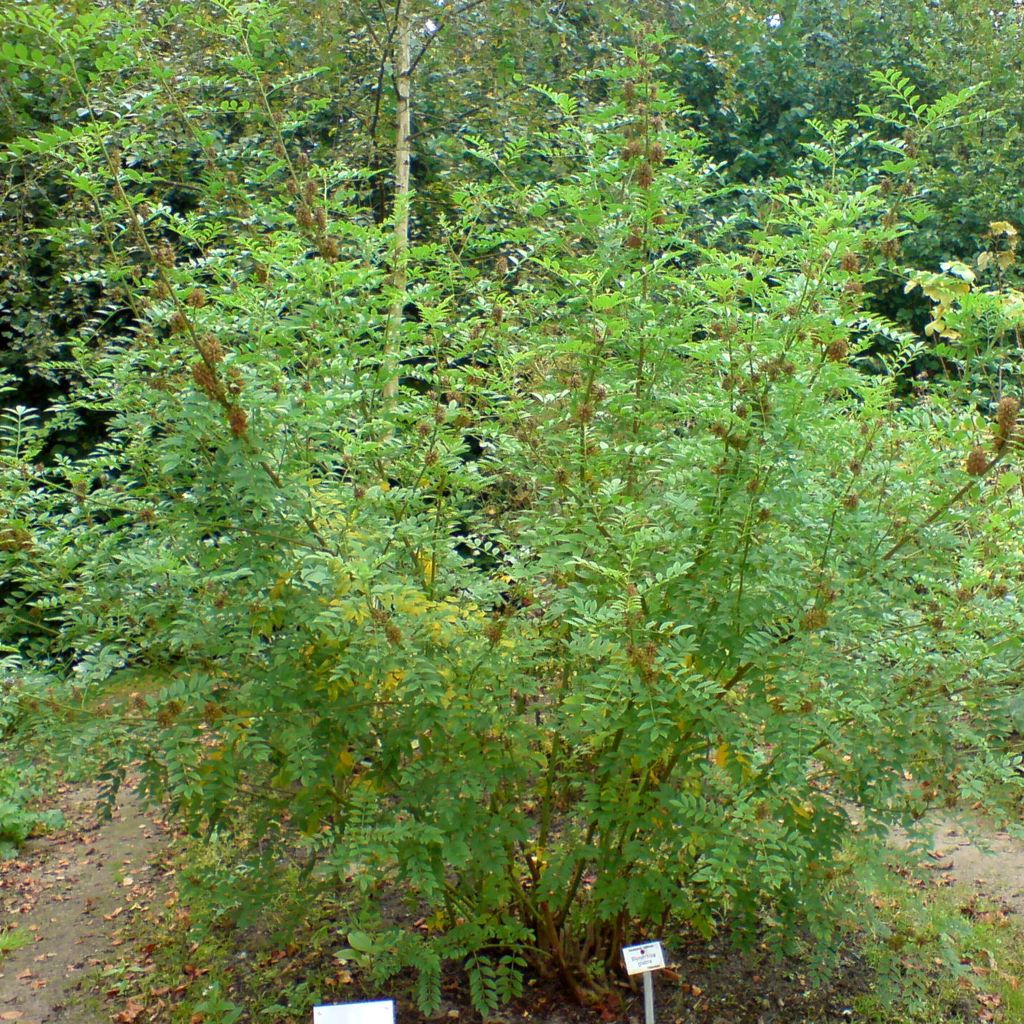 Réglisse, Glycyrrhiza glabra