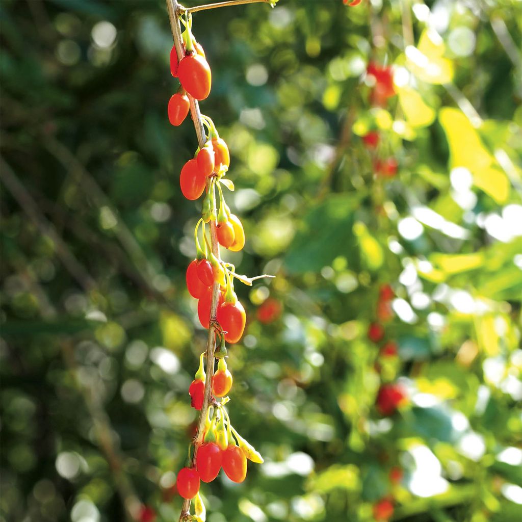 Baie de goji : plantation, entretien - Côté Maison