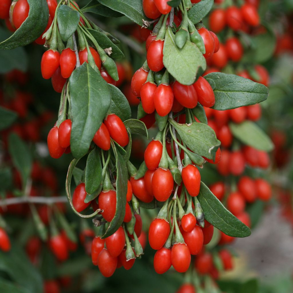 Comment planter et cultiver un arbuste de baies de goji ?