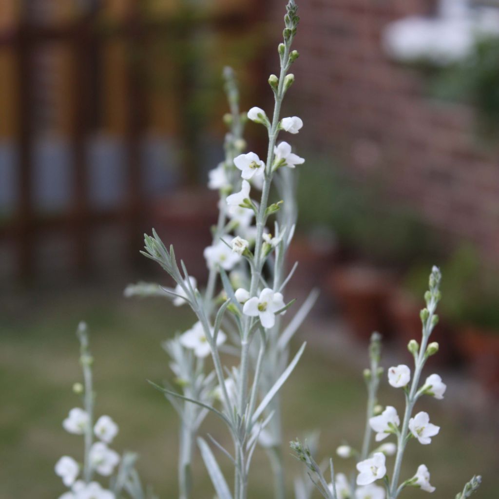 Gomphostigma virgatum White Candy