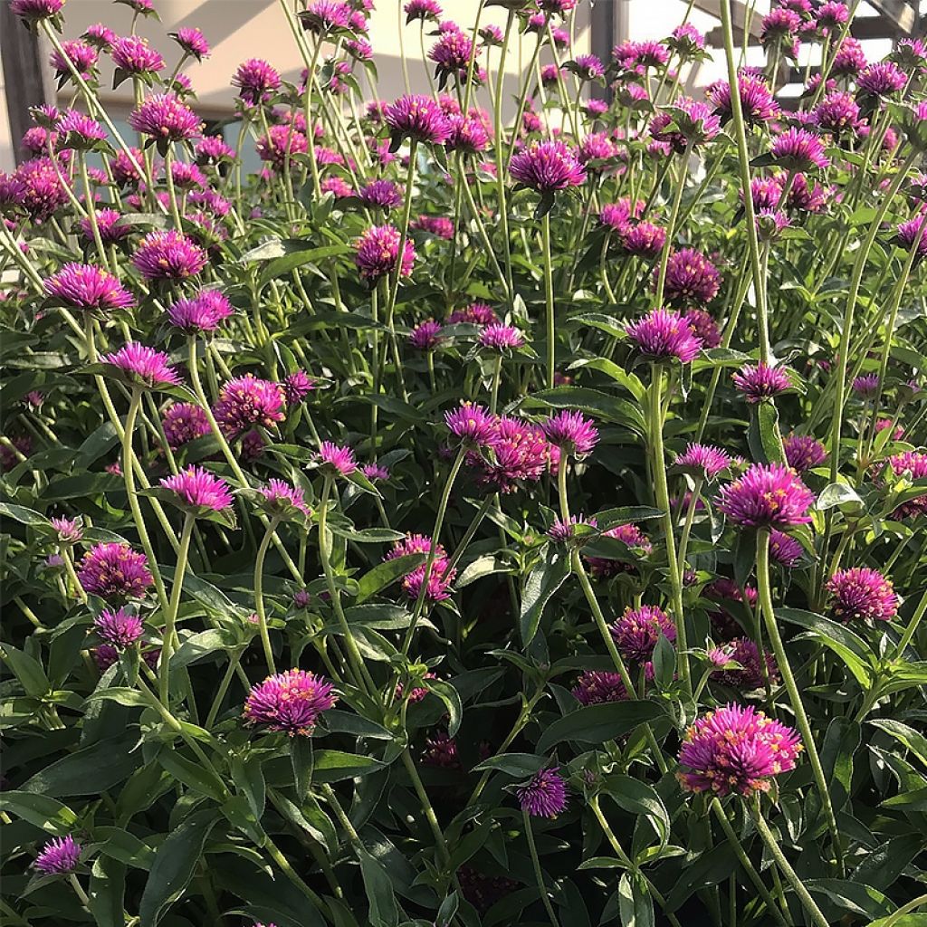 Gomphrena Truffula Pink - Amarantine