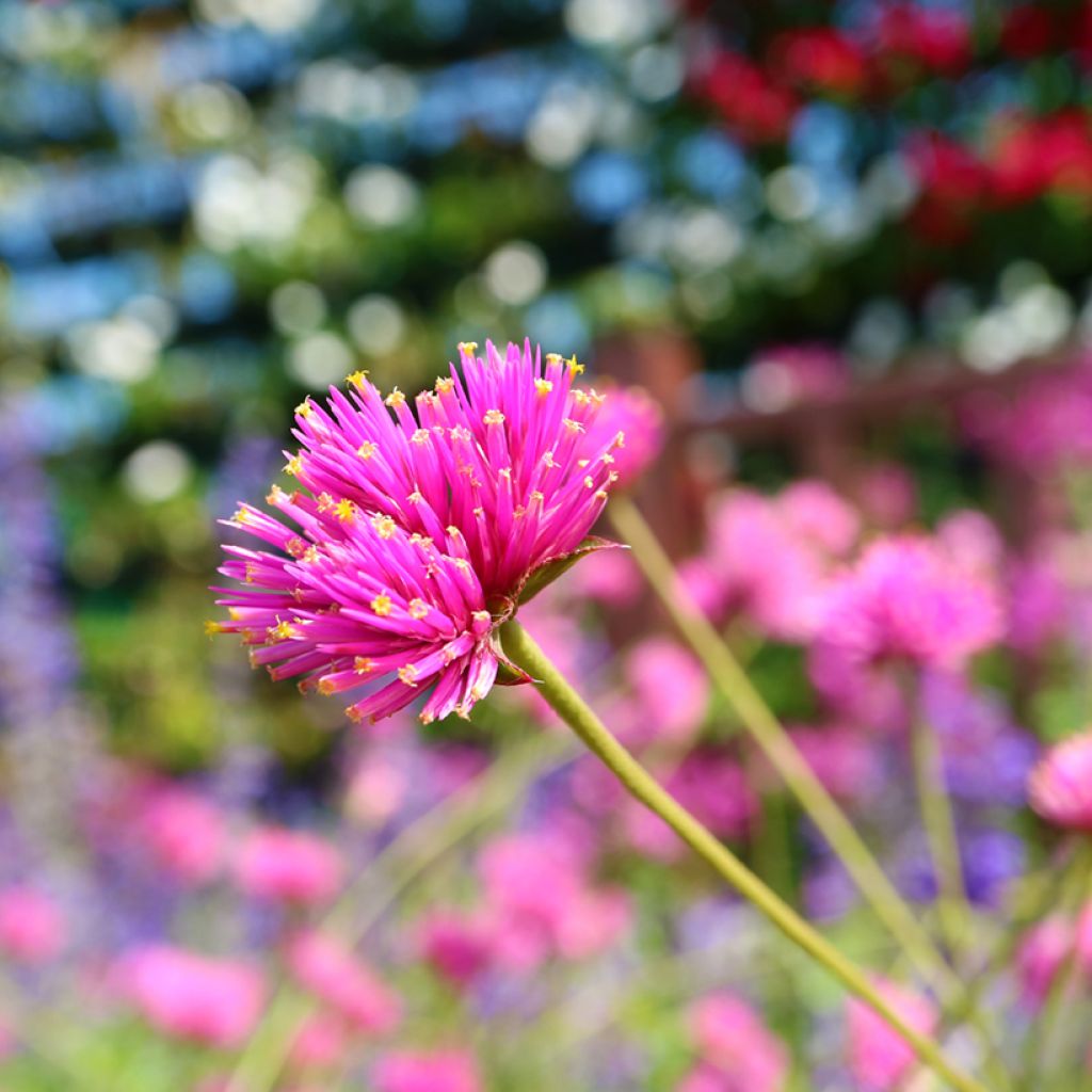 Gomphrena Truffula Pink - Amarantine