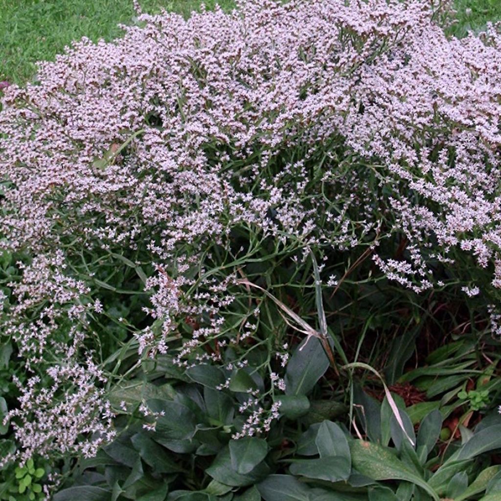 Goniolimon tataricum - Limonium - Statice vivace