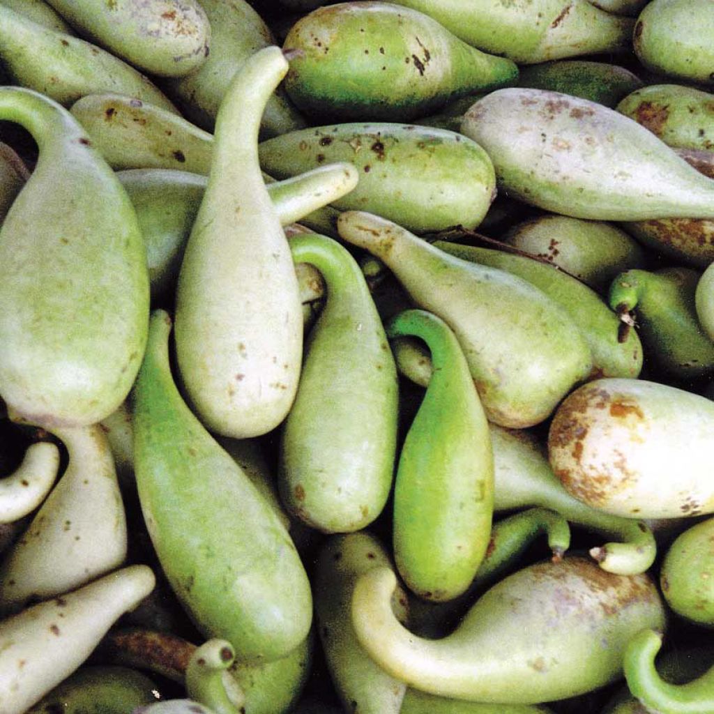 Gourde Poire à Poudre Bio - Ferme de Sainte Marthe