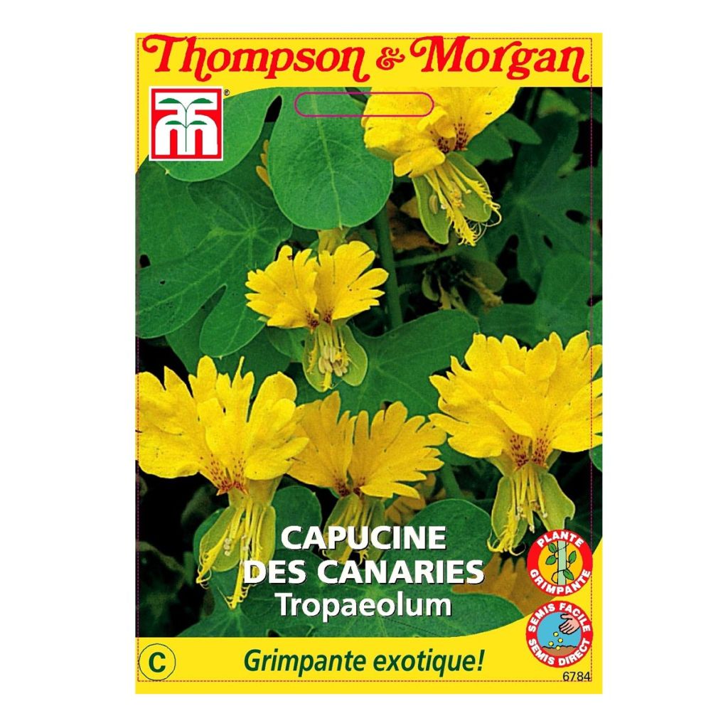 Graines de Capucine des Canaris - Tropaeolum peregrinum