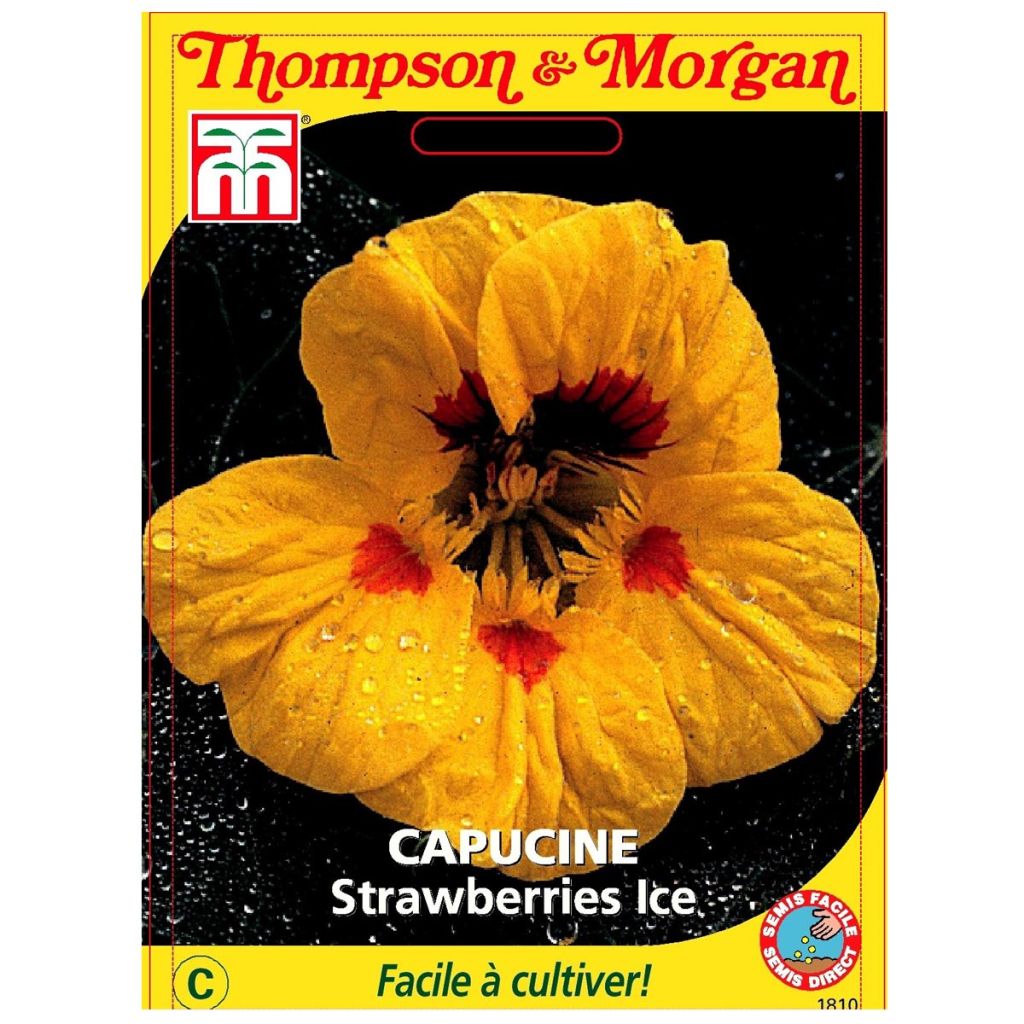 Graines de Capucine Strawberries Ice - Tropaeolum majus