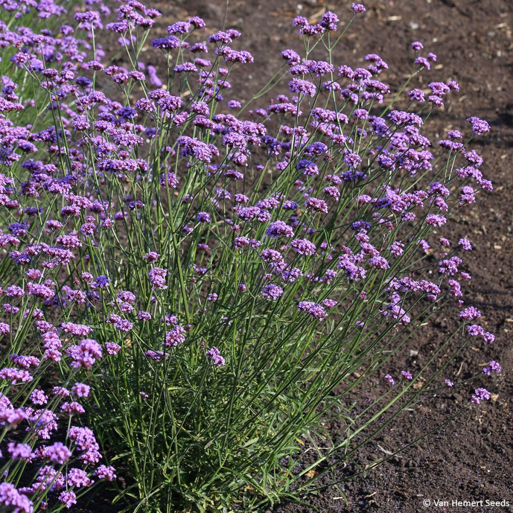 Graines Verveine de Buenos-Aires Vanity - Verbena bonariensis