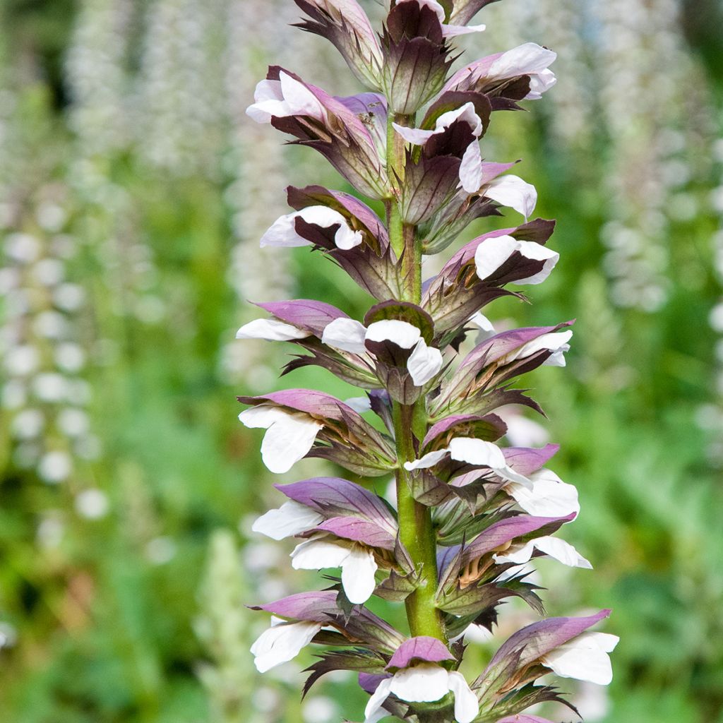 Graines d'Acanthe à feuilles molles - Acanthus mollis