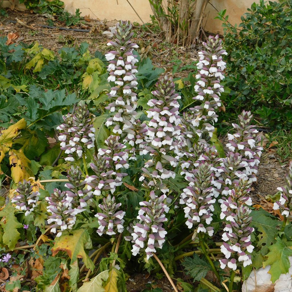 Graines d'Acanthe à feuilles molles - Acanthus mollis