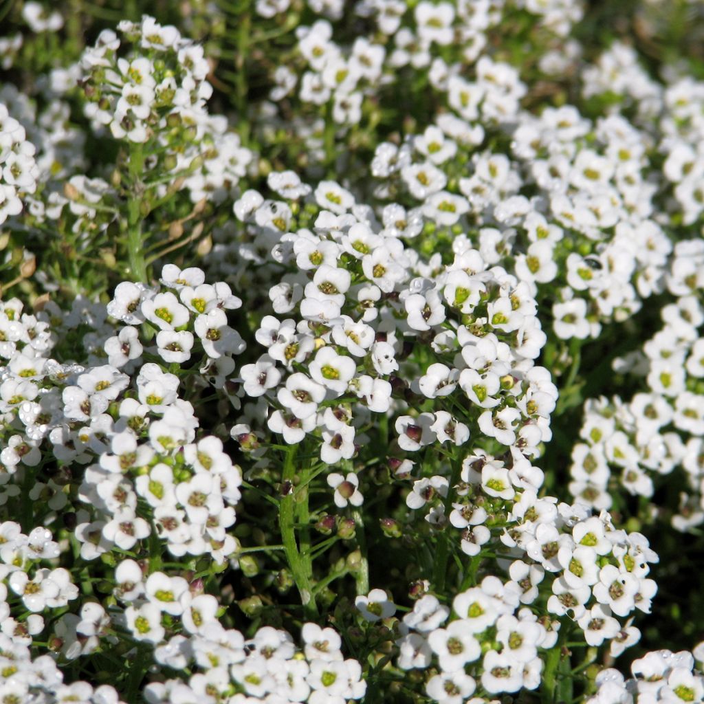 Graines d'Alysse odorant Carpet Of Snow - Lobularia maritima