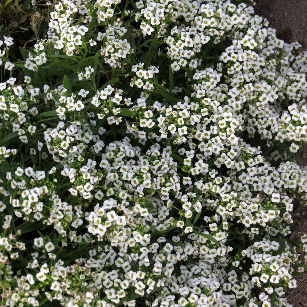 Graines d'Alysse odorant Carpet Of Snow - Lobularia maritima