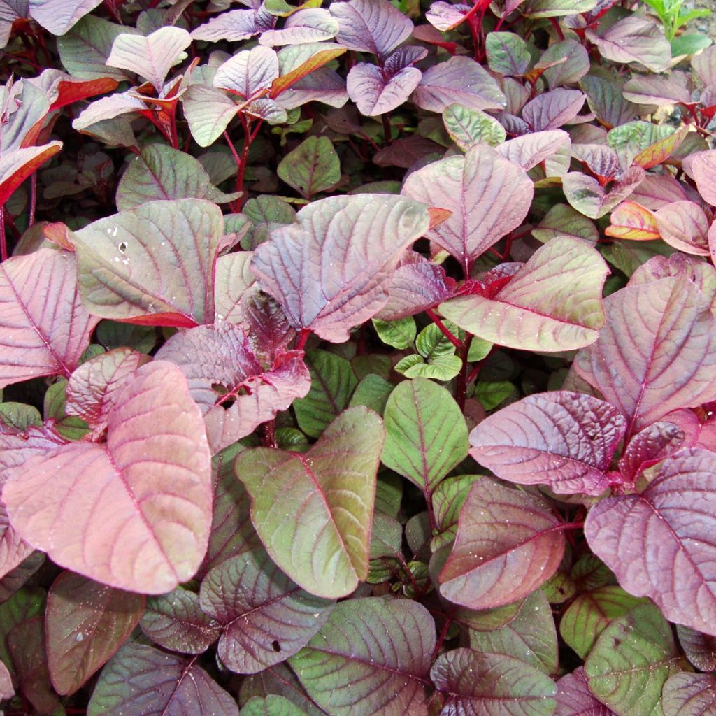 Graines d'Amarante comestible rouge - Amaranthus blitum