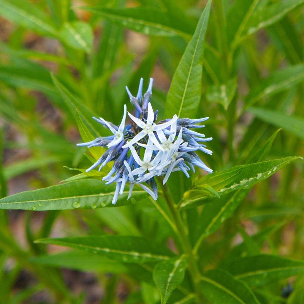 Graines d'Amsonia tabernaemontana - Amsonie