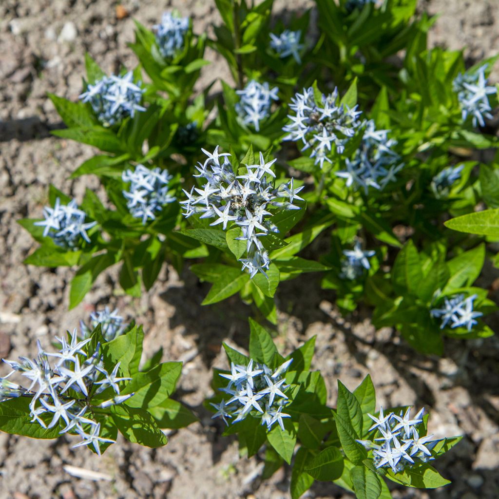 Graines d'Amsonia tabernaemontana - Amsonie