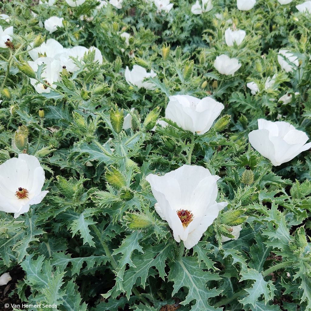 Graines d'Argemone platyceras - Argémone