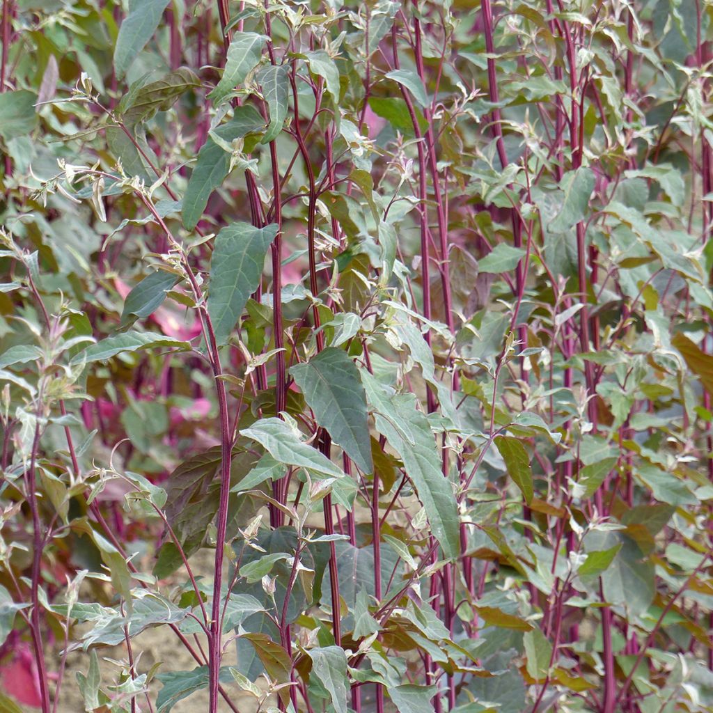 Graines d'Arroche Copper Plume - Atriplex hortensis