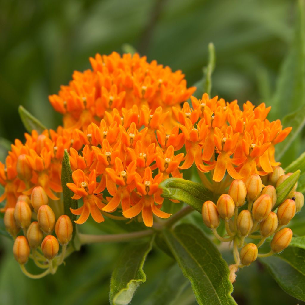 Graines d'Asclépiade tubéreuse - Asclepias tuberosa