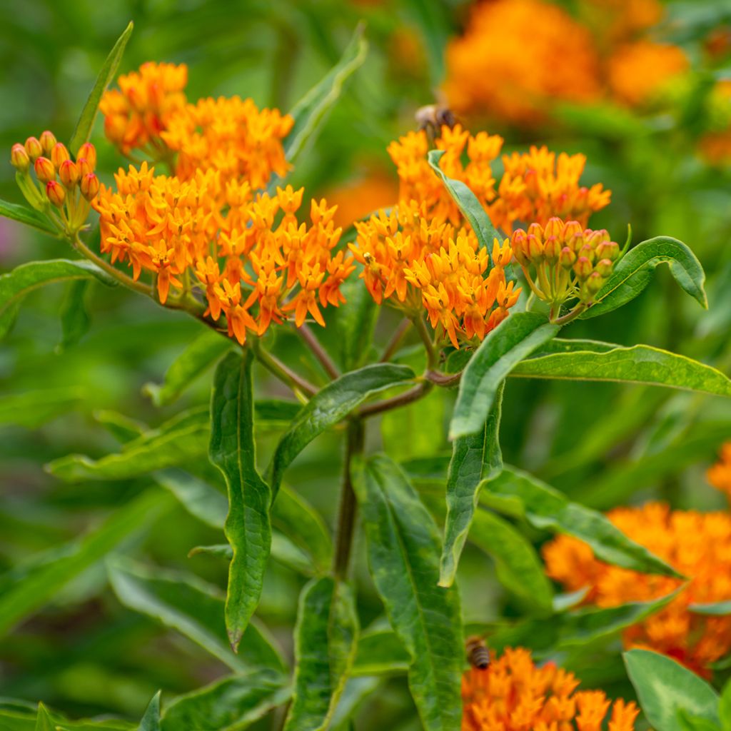 Graines d'Asclépiade tubéreuse - Asclepias tuberosa