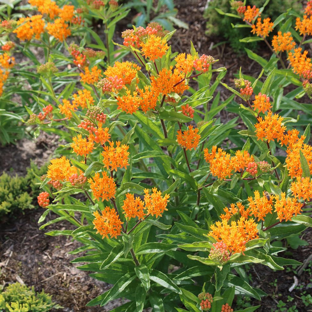 Graines d'Asclépiade tubéreuse - Asclepias tuberosa