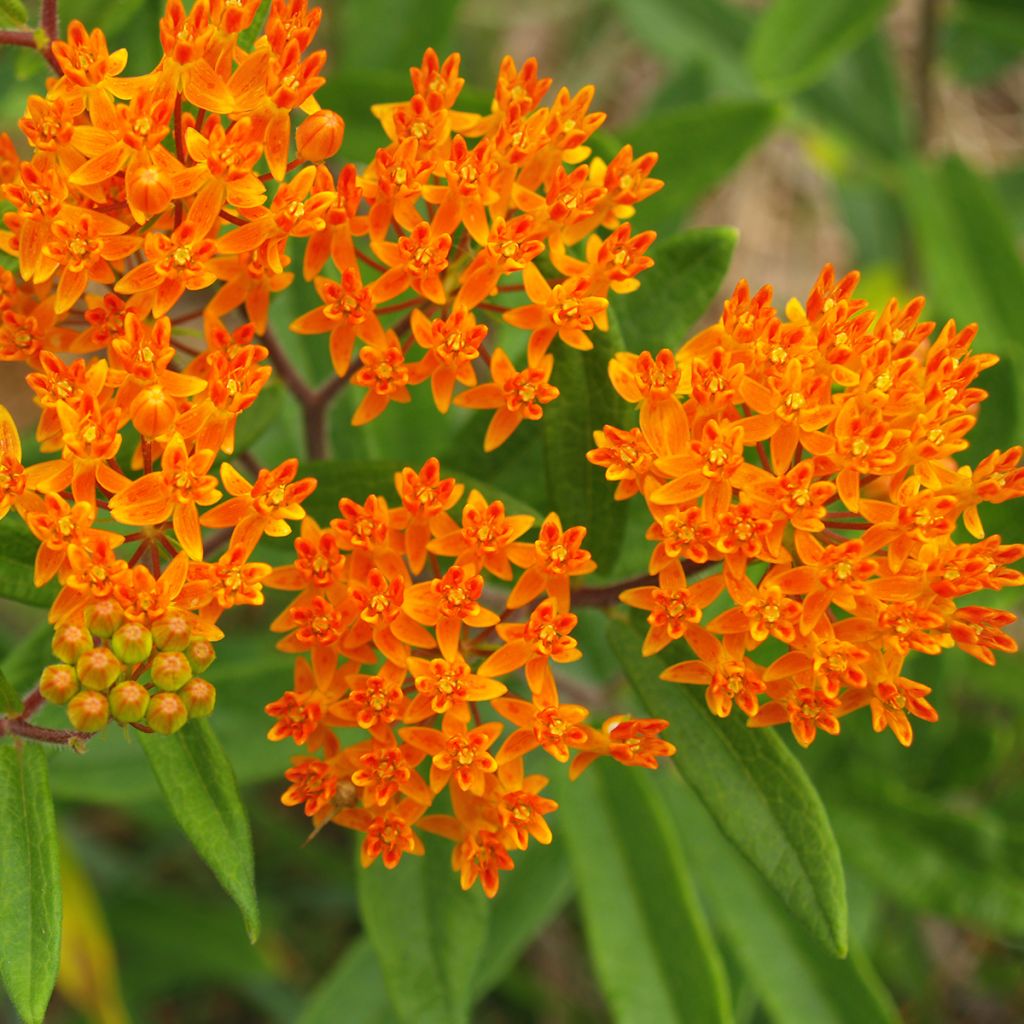 Graines d'Asclépiade tubéreuse - Asclepias tuberosa