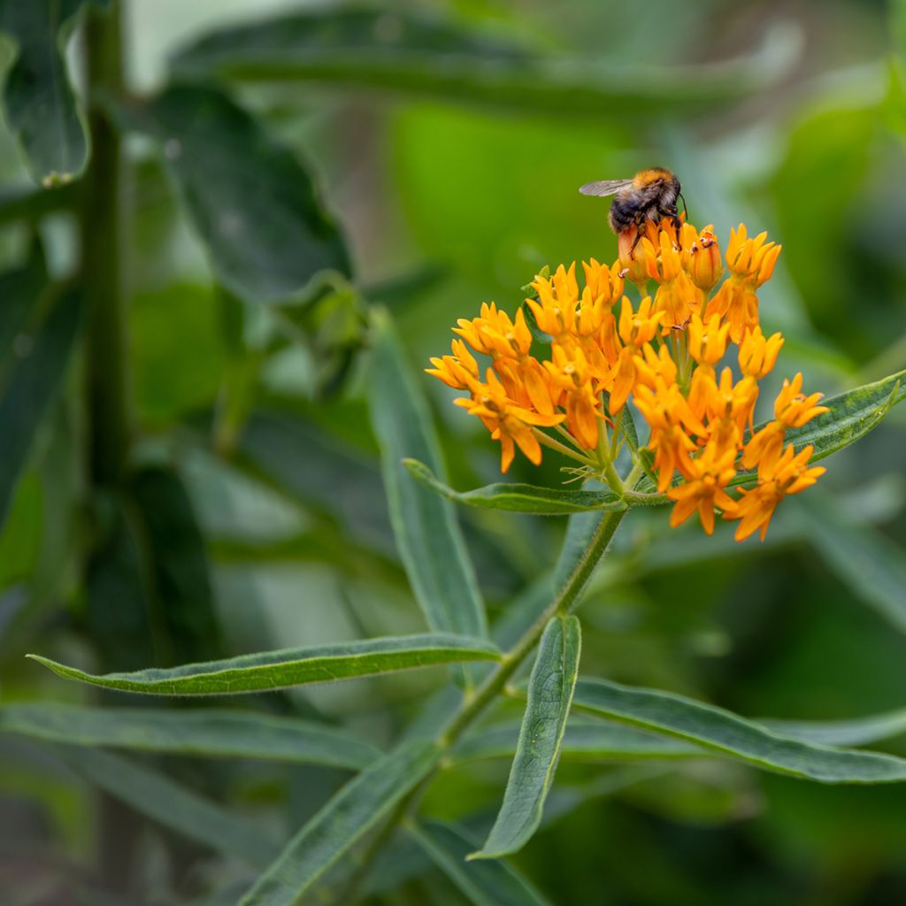 Graines d'Asclépiade tubéreuse - Asclepias tuberosa