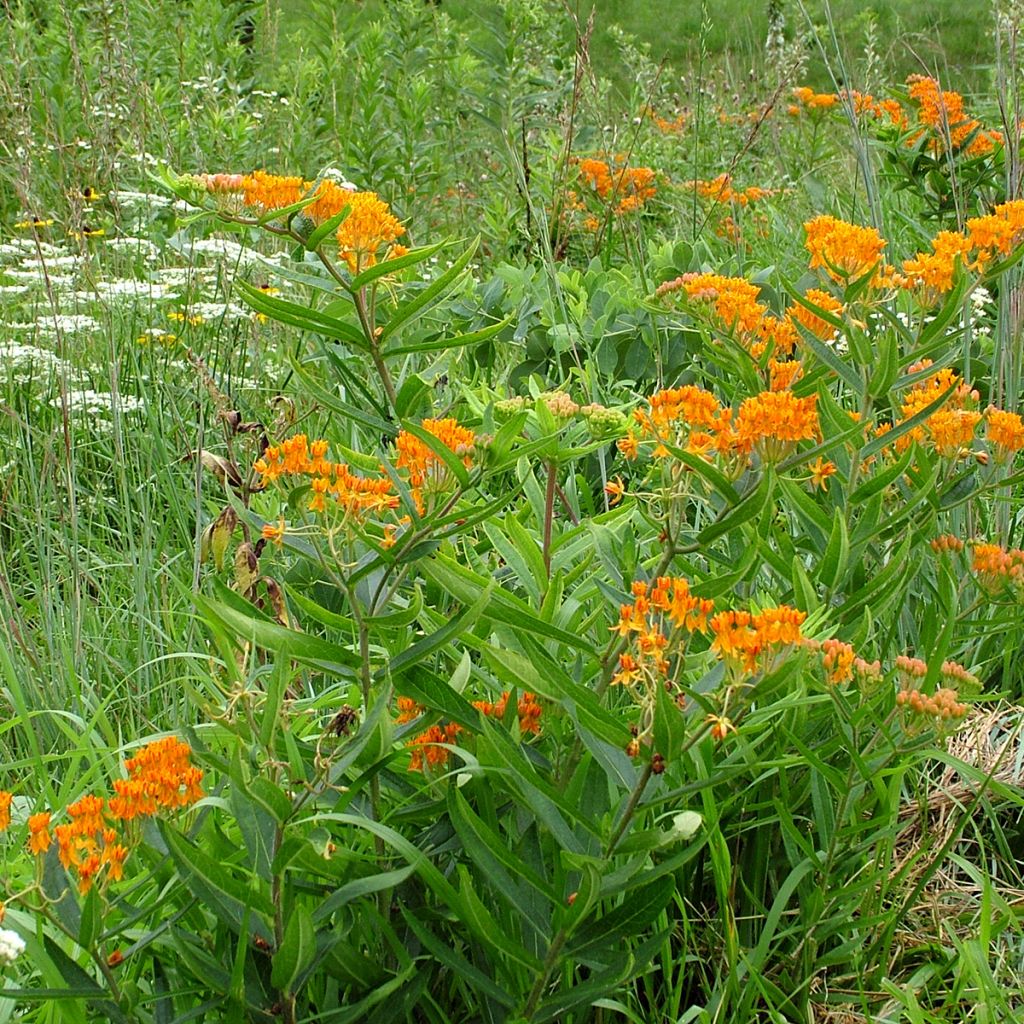 Graines d'Asclépiade tubéreuse - Asclepias tuberosa