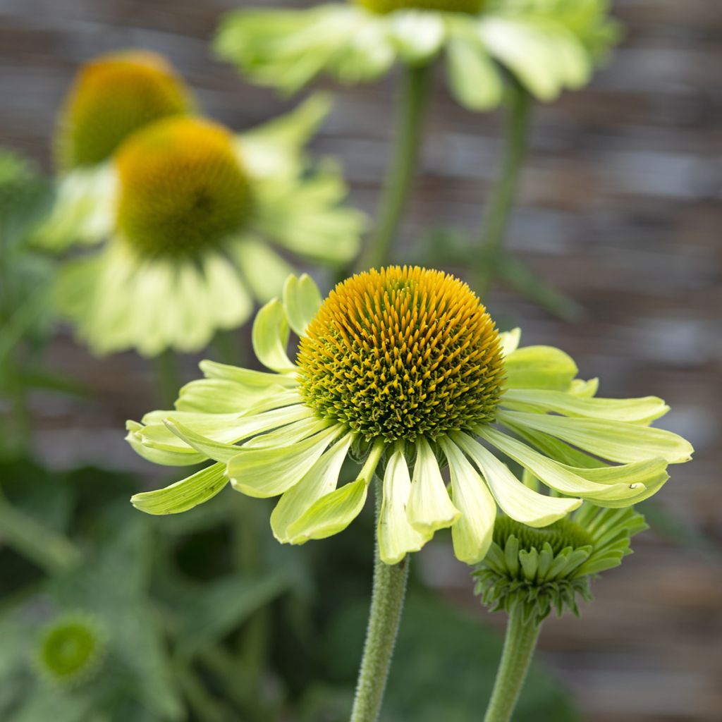 Graines d'Echinacea Alan's Pride - Rudbeckia pourpre