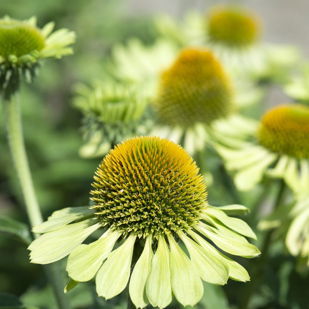 Graines d'Echinacea Alan's Pride - Rudbeckia pourpre