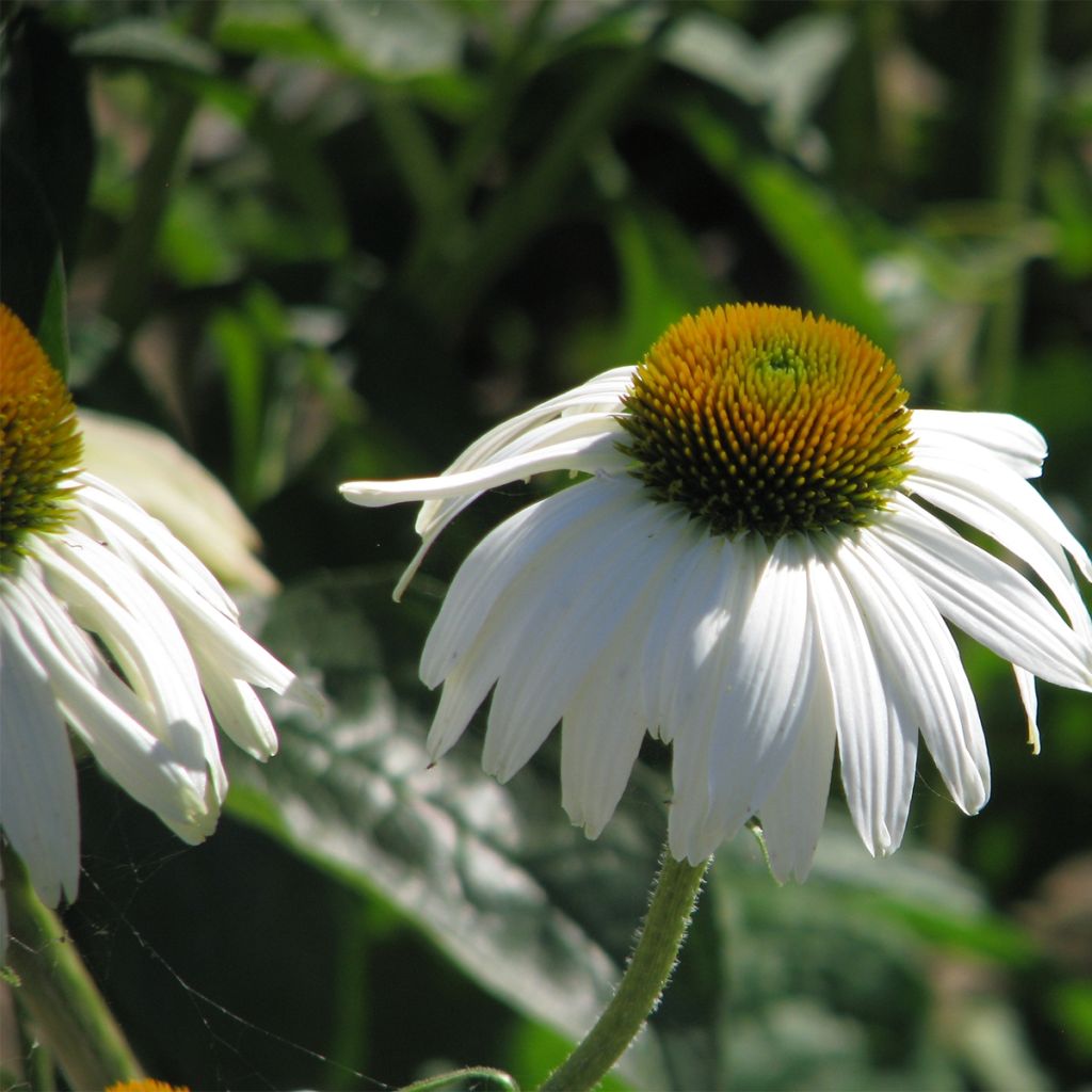 Graines d'Echinacea purpurea White Swan - Rudbeckia pourpre