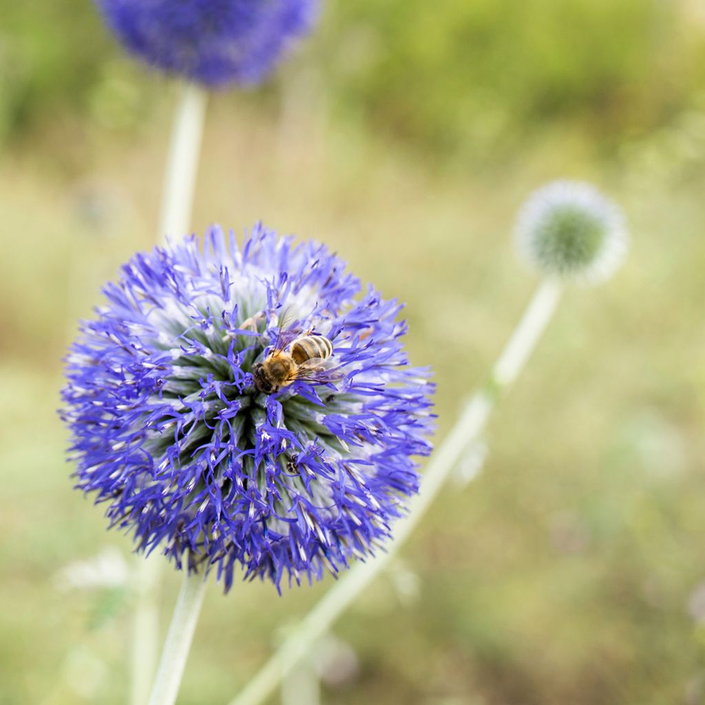 Graines d'Echinops bannaticus Blue Glow - Boule azurée