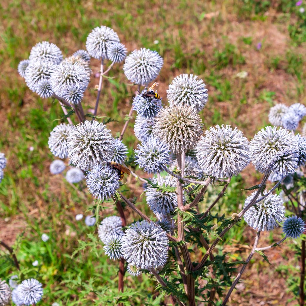 Graines d'Echinops bannaticus Blue Glow - Boule azurée