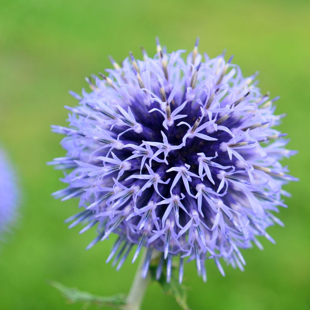 Graines d'Echinops bannaticus Blue Glow - Boule azurée