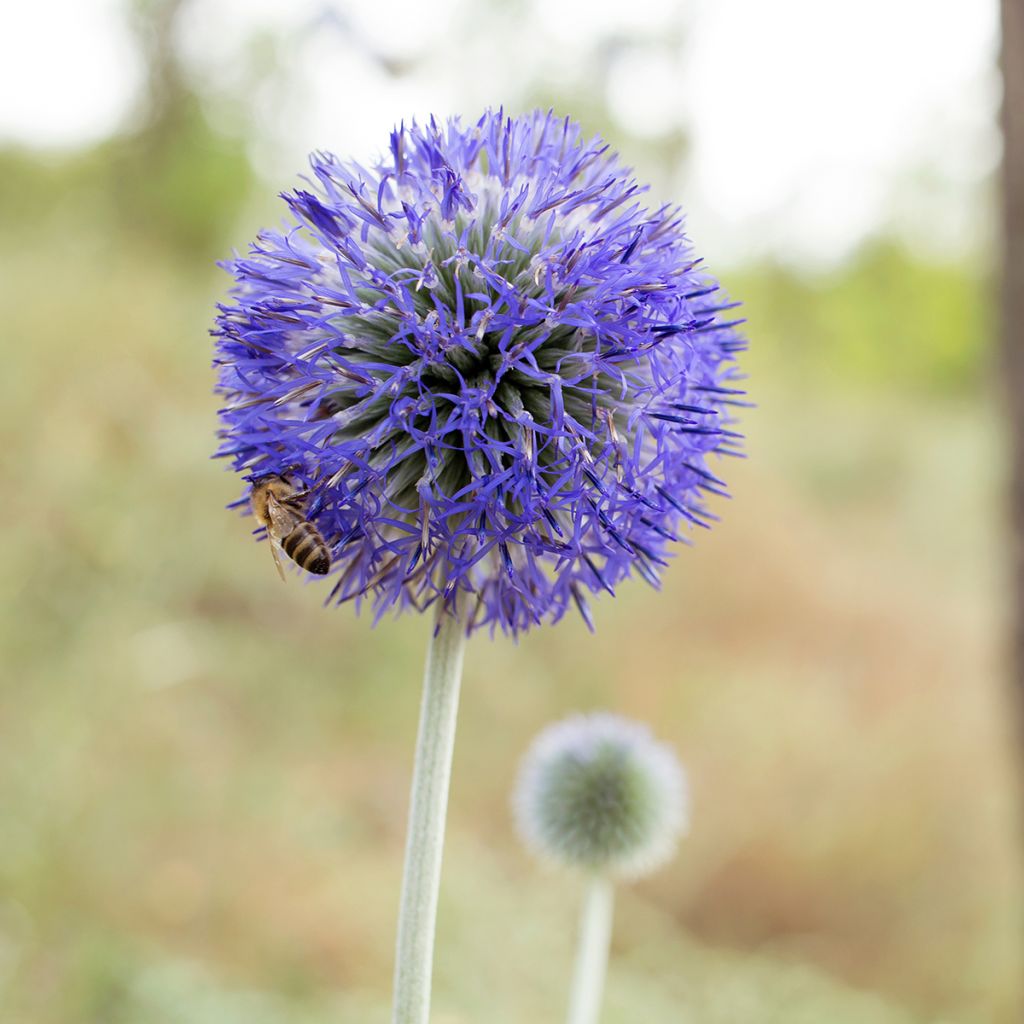 Graines d'Echinops bannaticus Blue Glow - Boule azurée