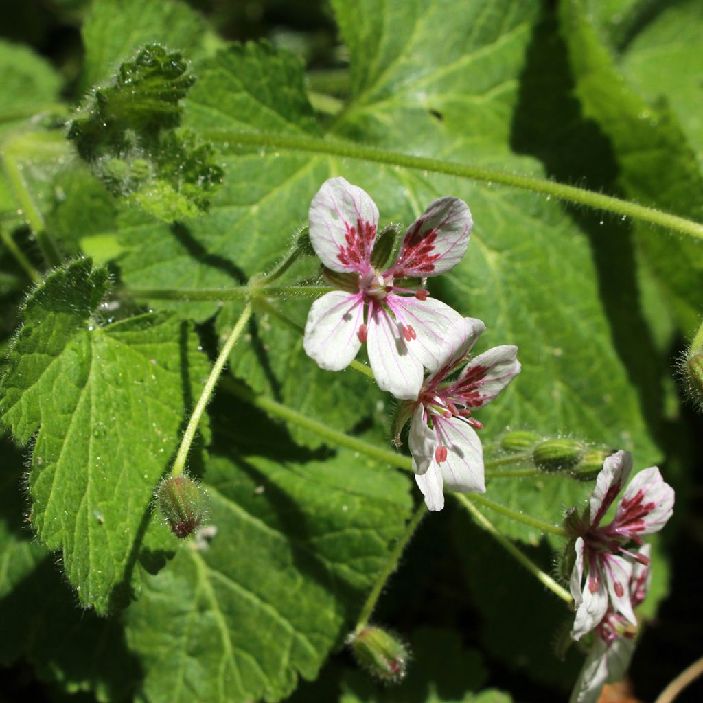 Graines d'Erodium pelargoniflorum Sweetheart - Bec de Grue