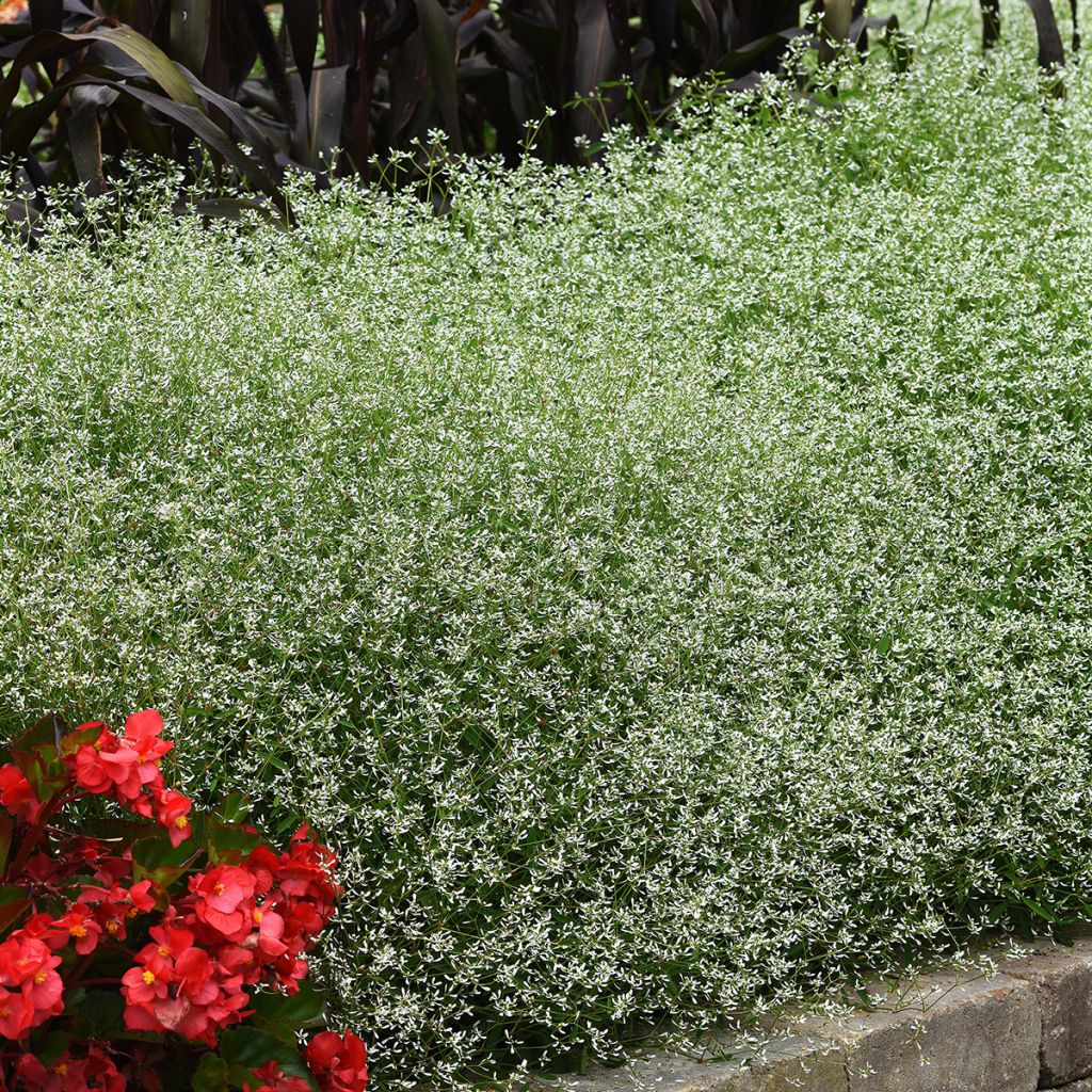Graines d'Euphorbe Glamour - Euphorbia graminea