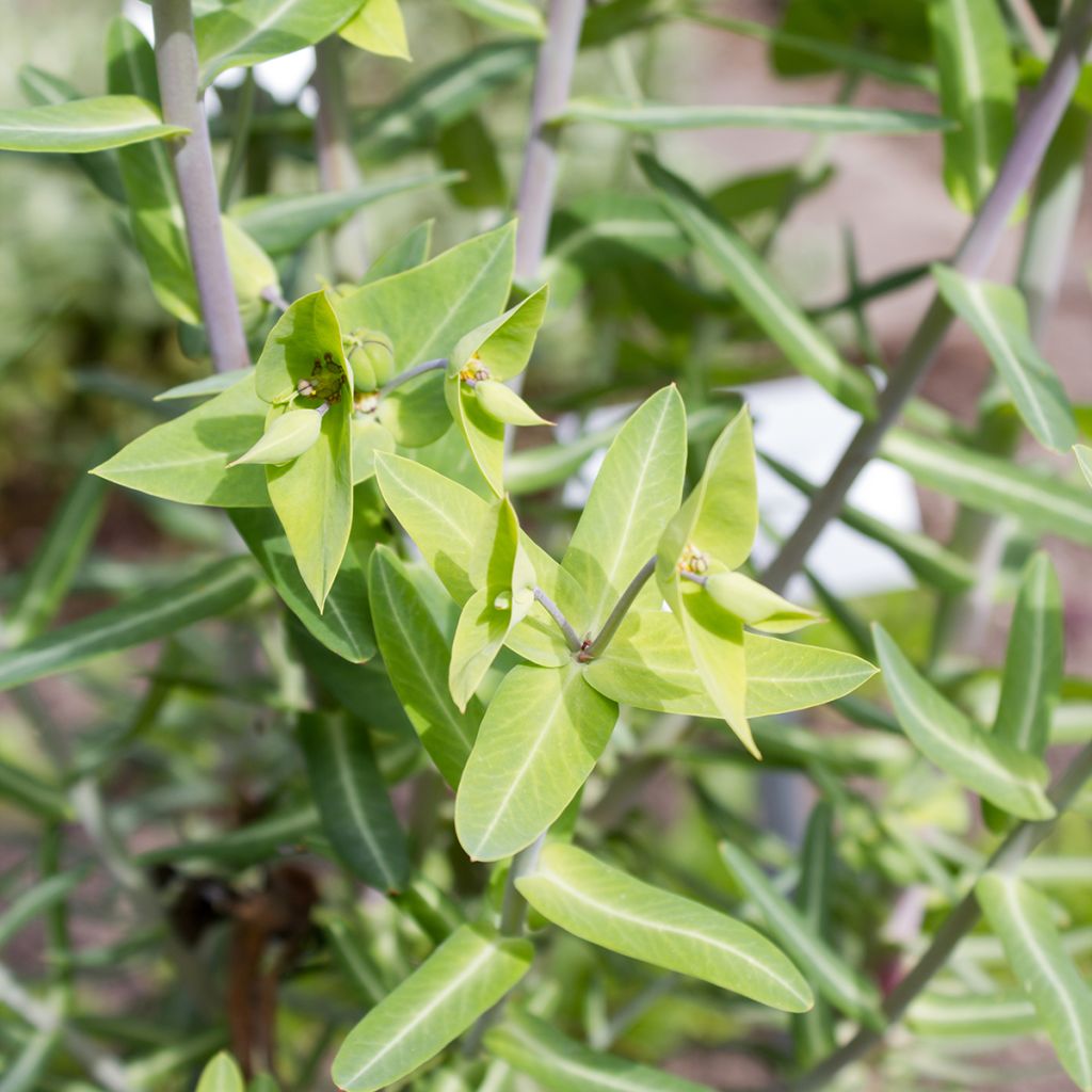 Graines d'Herbe-à-taupe - Euphorbia lathyris