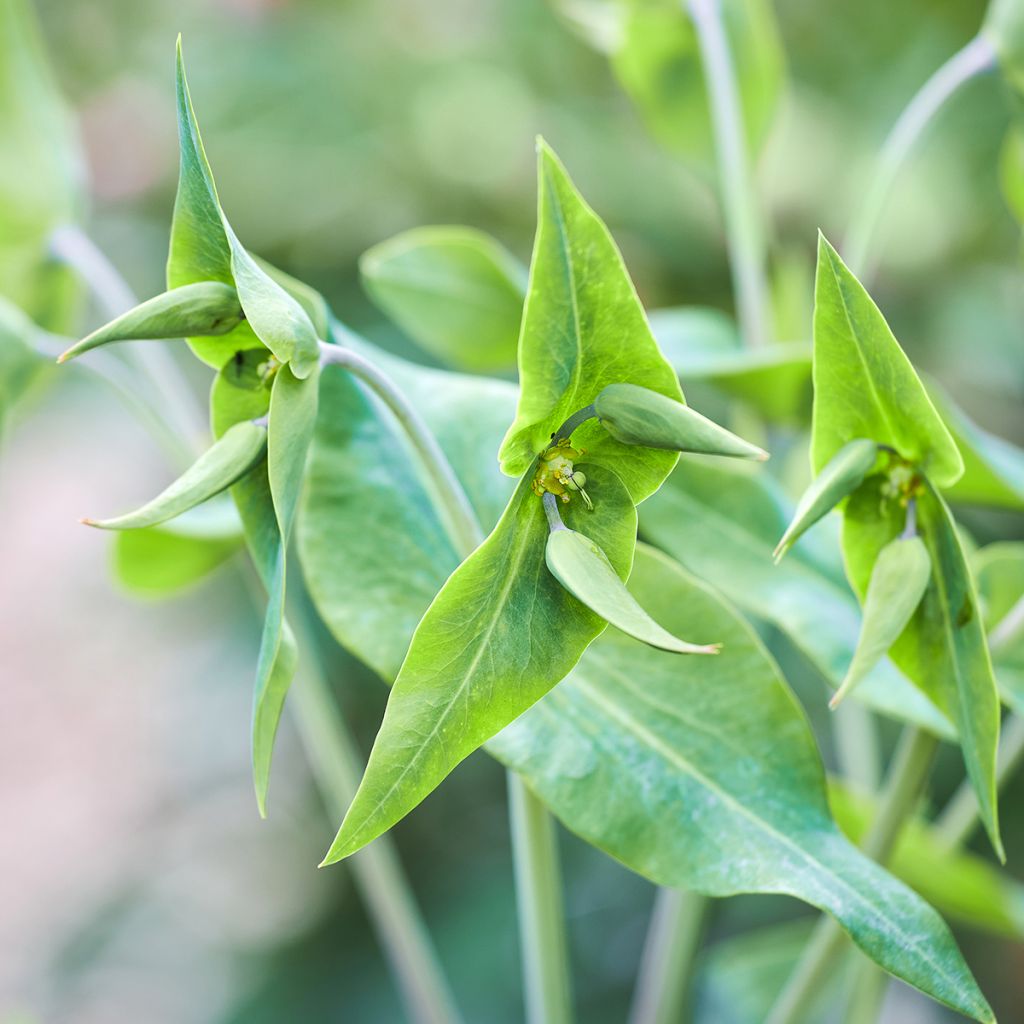 Graines d'Herbe-à-taupe - Euphorbia lathyris