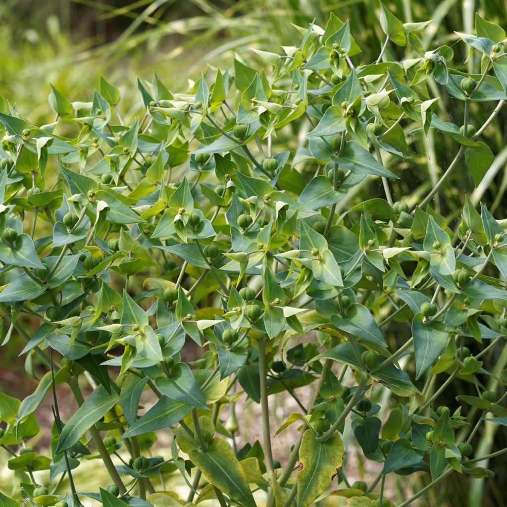 Graines d'Herbe-à-taupe - Euphorbia lathyris