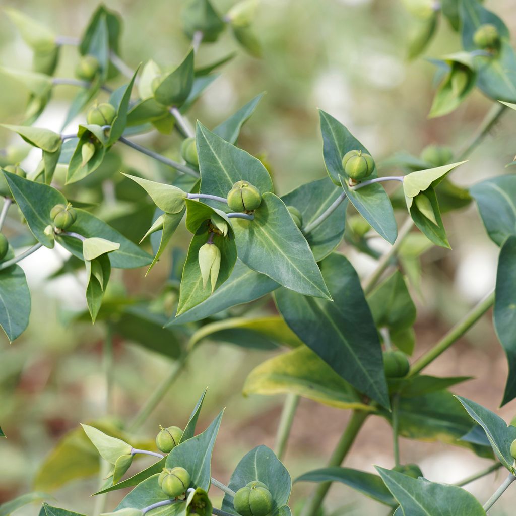 Graines d'Herbe-à-taupe - Euphorbia lathyris