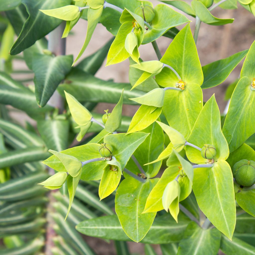 Graines d'Herbe-à-taupe - Euphorbia lathyris