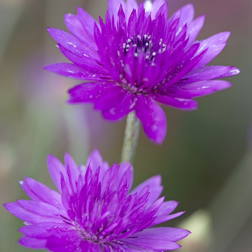 Graines d'Immortelle annuelle - Xeranthemum Superbissimum Purpureum