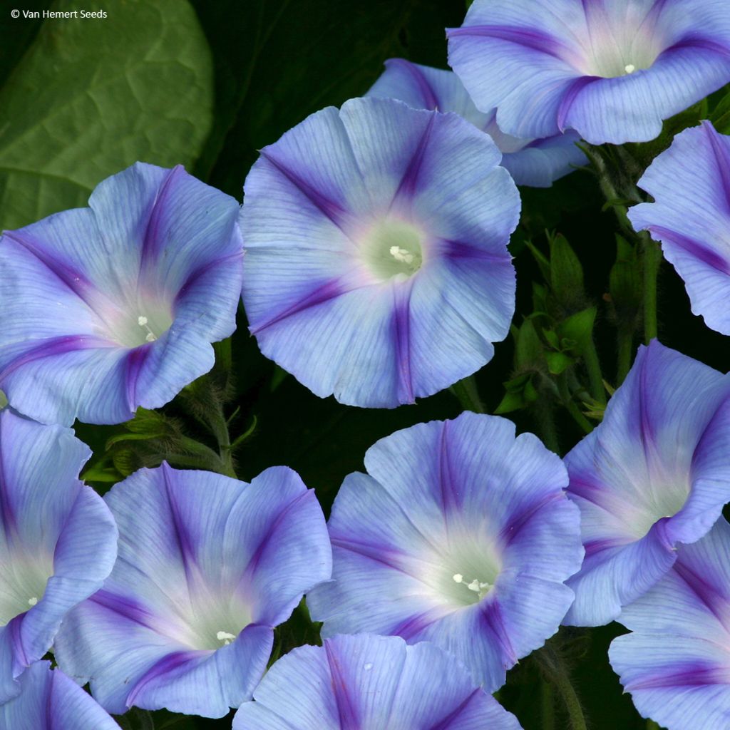 Graines d'Ipomée Dacapo Light Blue - Ipomoea purpurea