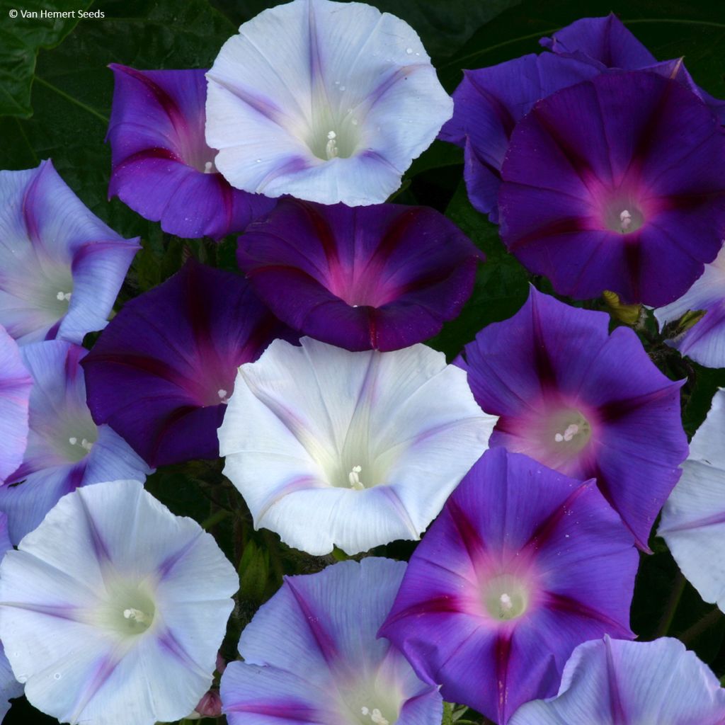 Graines d'Ipomée Hazelwood Blues - Ipomoea purpurea