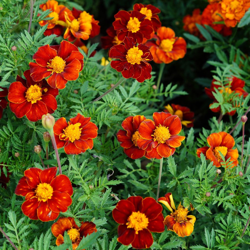 Graines d'Oeillet d'Inde Red Knight - Tagetes patula