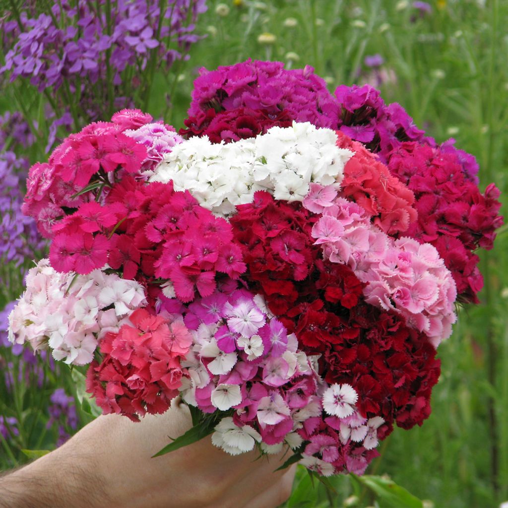 Graines d'Oeillet de poète Etournelle Formula Mix - Dianthus barbatus