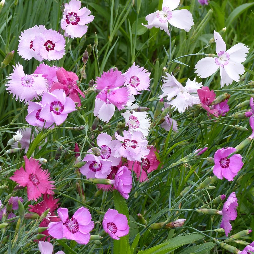 Graines d'Oeillet plumarius single - Dianthus plumarius